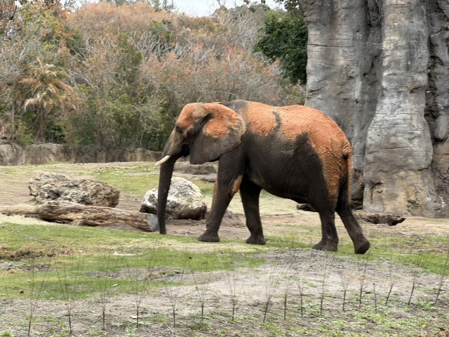 09EF1204-D078-481A-803C-9DF522B0C2E7 1 105 C