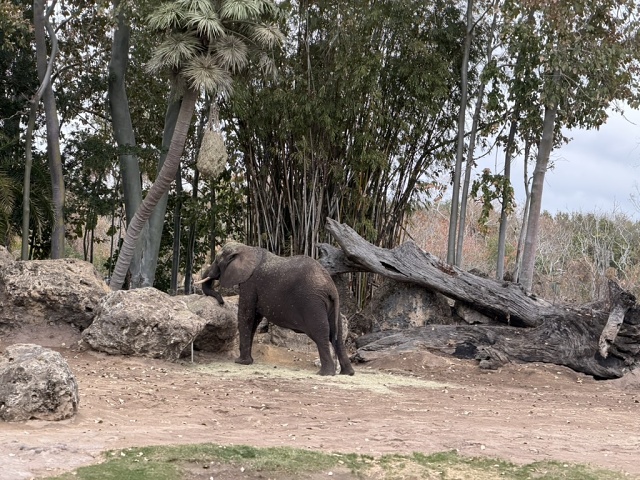 106387A5-A30F-4FA2-9A06-9CC317371F31 1 105 C