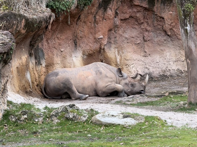 1FFD96C9-50FB-4356-B17E-64E85E0AE10B 1 105 C