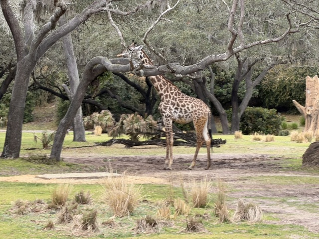 20991F21-E20A-4BA8-AE8B-A3010C9B48BA 1 105 C