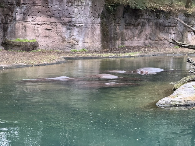 2A28A4C5-2E69-4AB9-89EA-693EE7AD3FA6 1 105 C