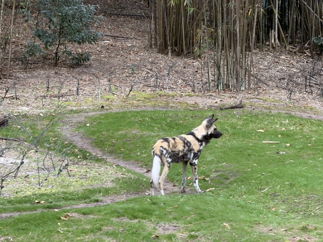 35CC9471-7741-4A54-B79A-36A525048239 1 105 C