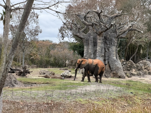 366F064B-4930-4AD8-BE92-78D6487BF855 1 105 C