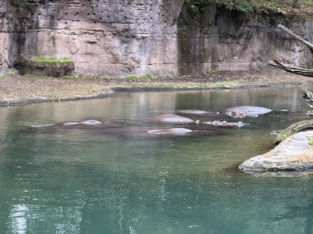 3C2446F2-1E60-485A-9E2C-CF461A831694 1 105 C