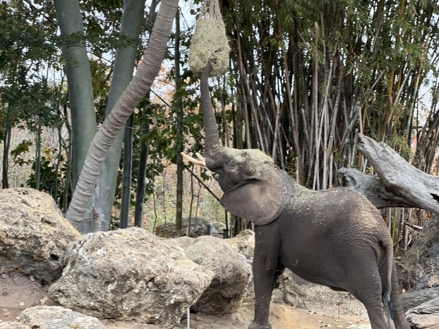 4C474B8A-C1B4-4612-9DB7-E092E3A52B07 1 105 C