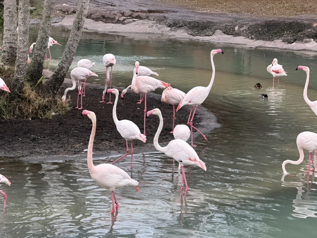 663C73F6-3BEB-4393-8802-D84D42D48745 1 105 C