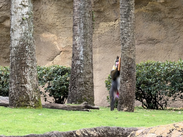 681040AF-3768-425E-BFA1-ADFB450C4691 1 105 C