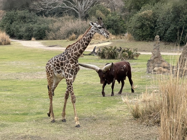 6C233796-8090-4941-A19E-B1B1EF7C458C 1 105 C