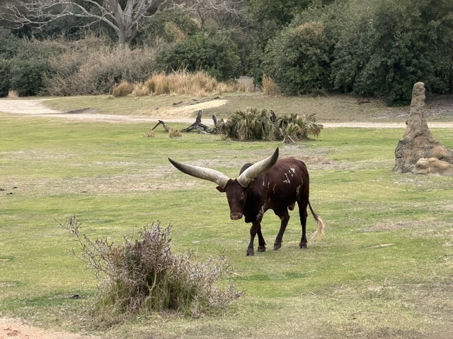 746F67F2-500E-4680-961B-B75985E1F62A 1 105 C