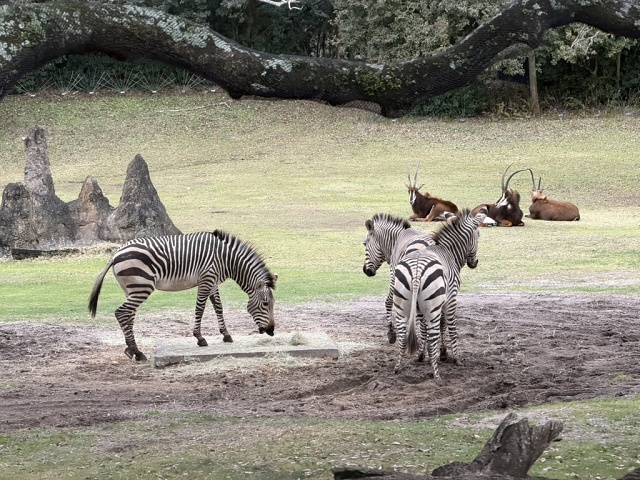 7BCE5D9B-5EB6-40F4-ABFB-B62C31EAB836 1 105 C