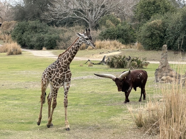 7F34DFB1-BC48-4379-8FBD-AEF0B58F045D 1 105 C