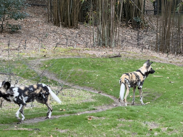 84CF11D7-F921-4693-B8D1-67F1CE25EF8A 1 105 C