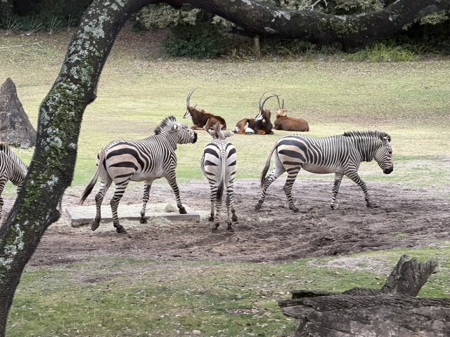 8AC2EC5B-9C94-49FE-B46B-7AD2676C8FA0 1 105 C