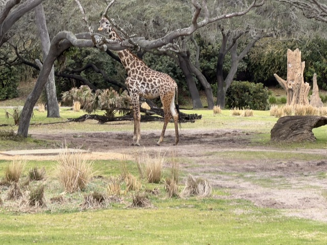 8B492B47-FBBE-4994-A624-8AB01C59DB68 1 105 C