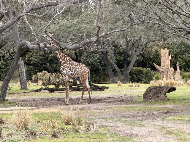 937E17B7-6077-412A-B705-6EA330634D74 1 105 C