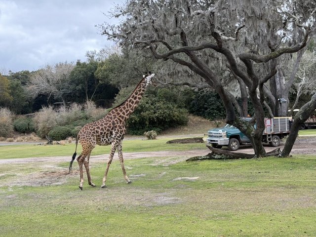 A048985D-3990-4853-9867-2A9DB42E0F47 1 105 C