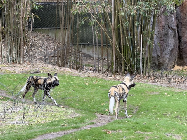 A126F558-4DB8-49FE-B246-AEF3D68A06B2 1 105 C