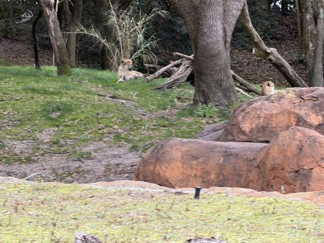 B97CC2B5-767C-462D-9190-C52000177101 1 105 C