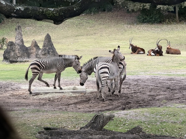 C93429F7-4CA7-44F3-A9F1-39008788ABA6 1 105 C