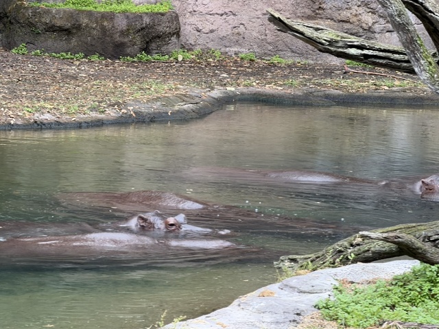 CACCDF5C-0CD1-4ADB-9AF1-E3FEA1DBD51B 1 105 C