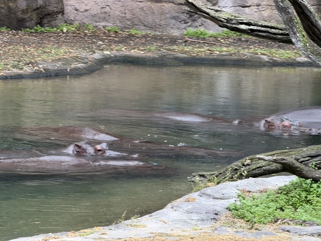 DB3C1CAB-E638-40FE-BC67-252FEB1ECDD4 1 105 C