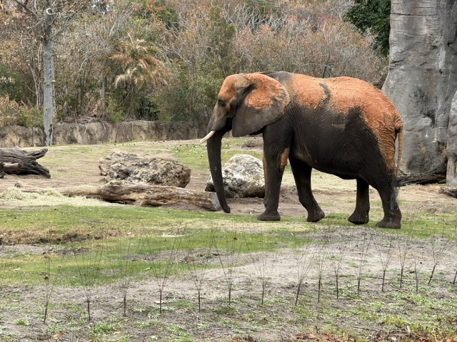 E79F30E9-0B14-4889-A3B9-BBC89ADB02BC 1 105 C