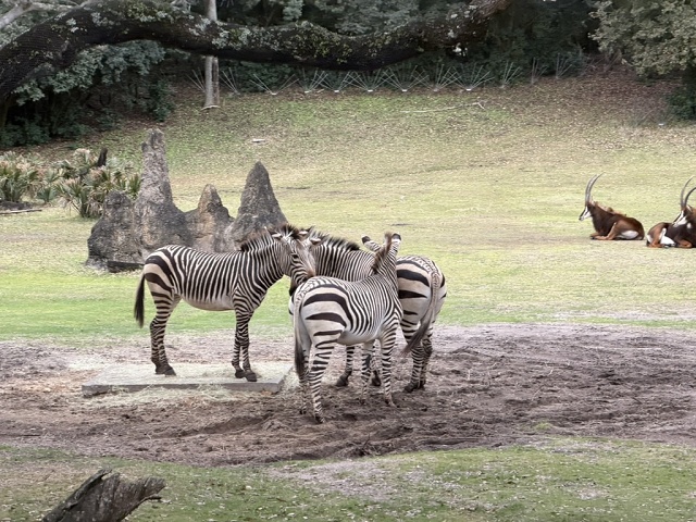 EA3D2F5F-8733-481D-9E5A-539BB280C9B7 1 105 C