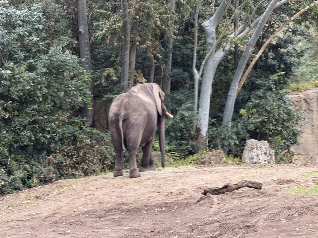 F2FE84EE-BB42-4EB5-9776-1EAB2E709A40 1 105 C