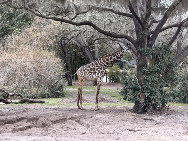 F327D2CF-6F1F-4B7F-8835-40306E345256 1 105 C