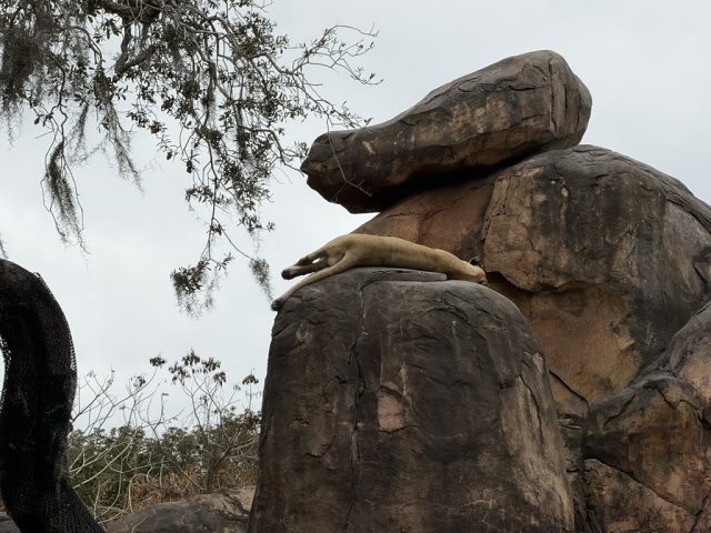 FD6F2D03-A3D7-4E01-9B24-1BEE4666B37A 1 105 C