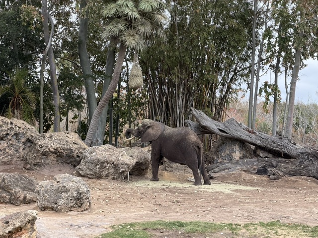 FD74BAC3-056C-4F72-A52A-3E251D5EB255 1 105 C